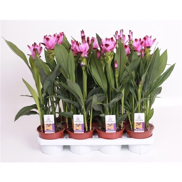 PLANTA SIAM SPLASH T14CM 55CM