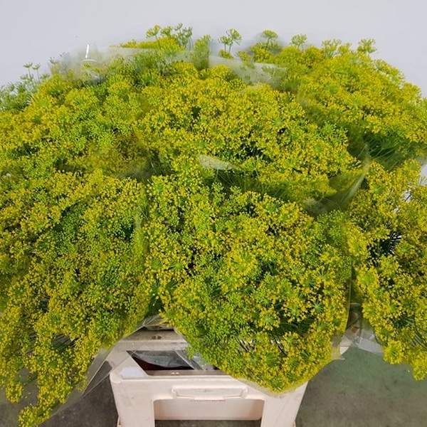AMMIMAJUS GROC (FLOR FINA)