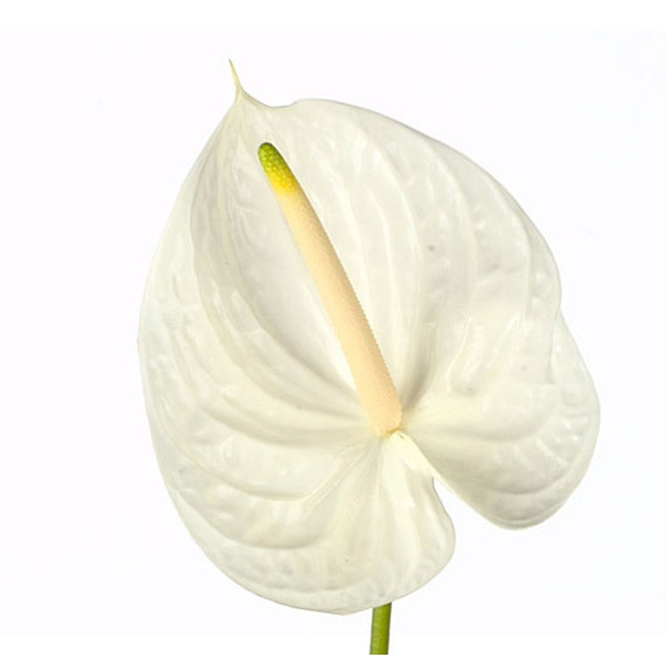 ANTHURIUM BLANC ACROPOLIS IMP. X16