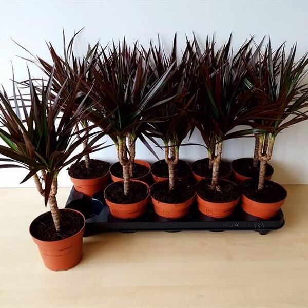 PL. DRACENA MAGENTA T12CM 35CM 1 TRONC