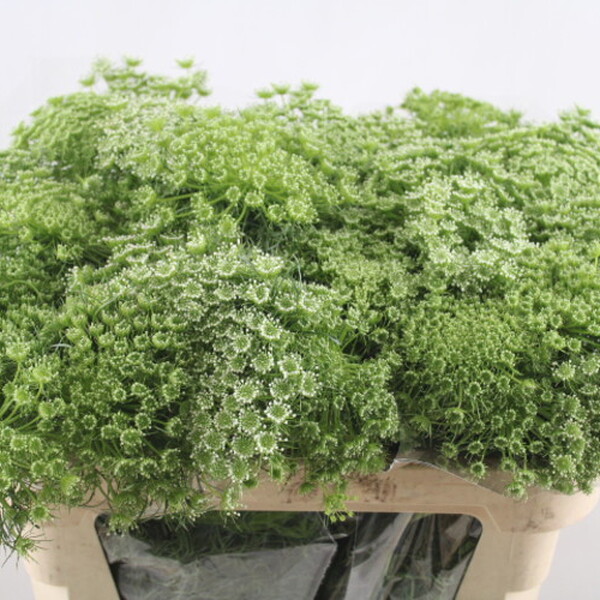 AMMIMAJUS IMP. 70CM