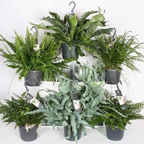 PLANTA NEPHROLEPIS MIXTES T17CM