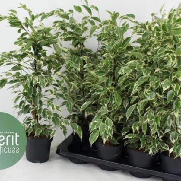 PLANTA FICUS T22CM TWILIGHT 65CM
