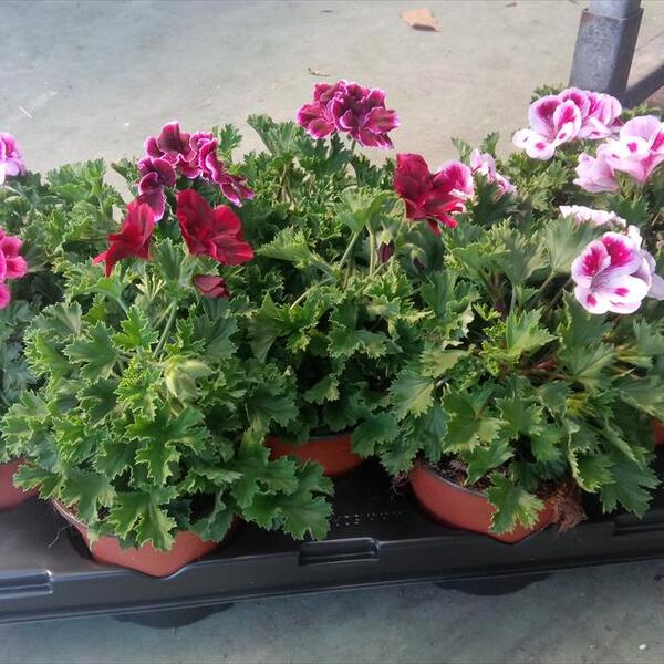 PL. GERANI CANDY FLOWER X8 (PENSAMENT)
