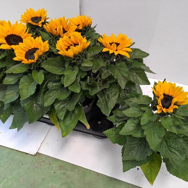 PLANTA GIRASOL x10u.