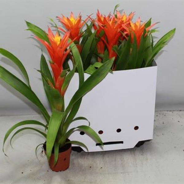 PL. GUZMANIA T12CM TARONJA 55CM