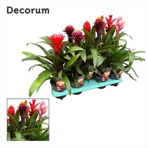 PL. GUZMANIA T13CM VERMELL AMOR. 50CM