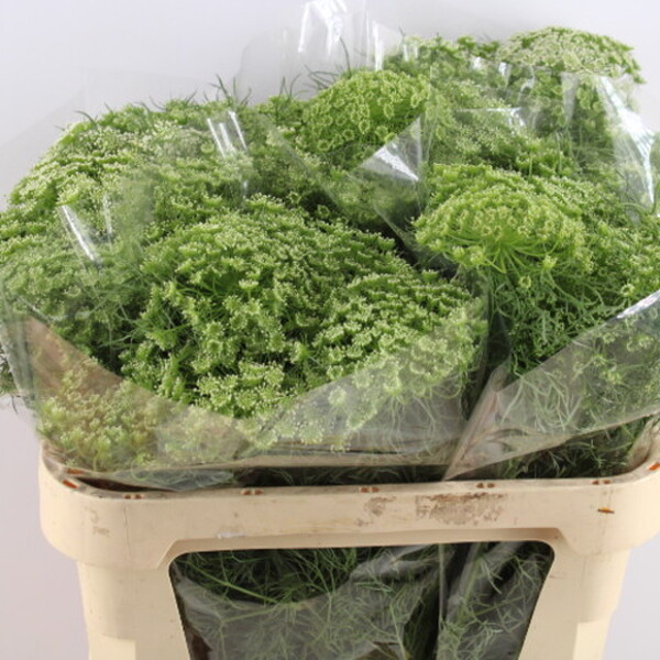 AMMIMAJUS IMP. 60CM