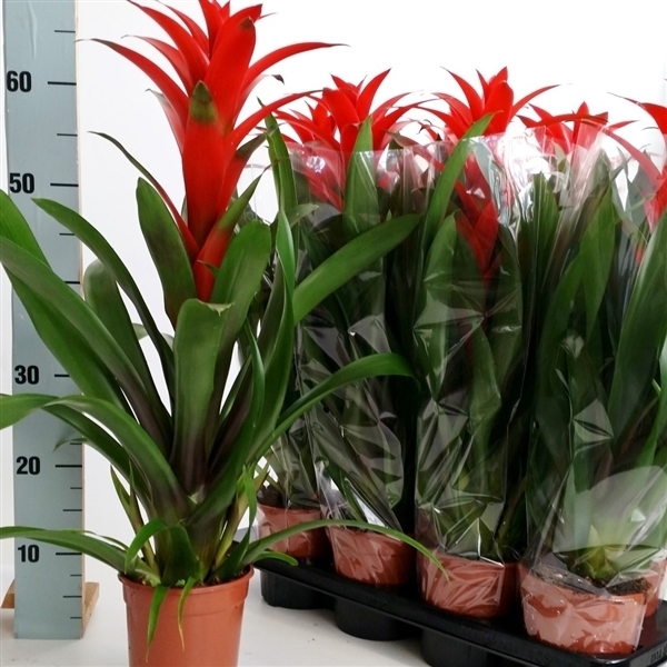 PLANTA GUZMANIA T13CM VERMELL 55CM