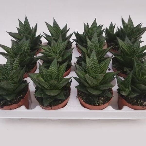 PLANTA HAWOTHIA LIMFOLIA TIPO ALOE CRASSA 