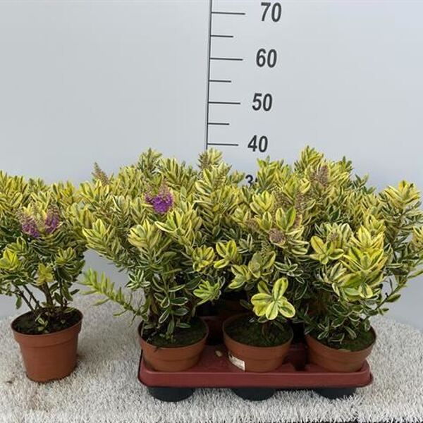 PLANTA HEBE T12CM  VERONICA MATITZADA LILA 35CM