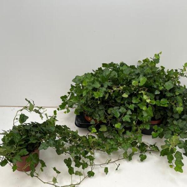 PLANTA HEURA VERD T13CM XL