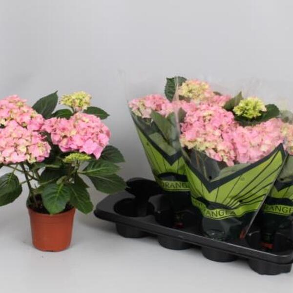 PL. HORTENCIA T13CM ROSA