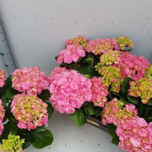 PLANTA HORTENCIA T17CM ROSA