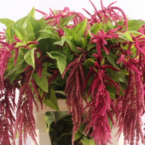 AMARANTHUS RED CORD