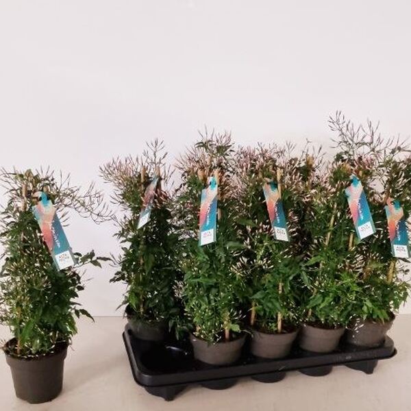 PLANTA JASMI T12CM 45CM