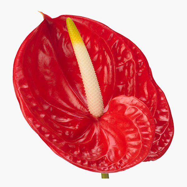 ANTHURIUM ROJO TROPICAL IMP. X16