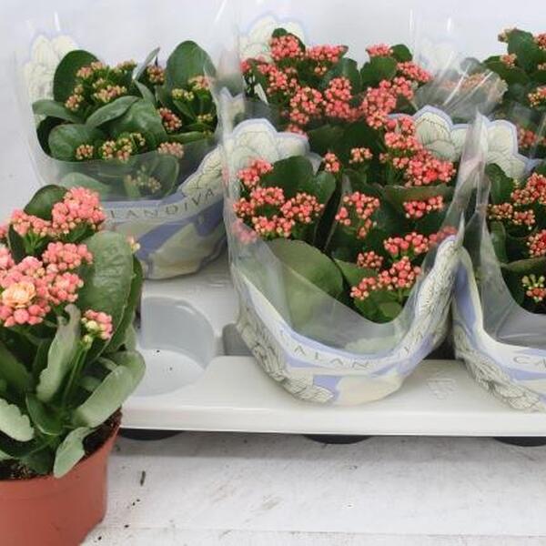PL. KALANCHOE T15CM X6
