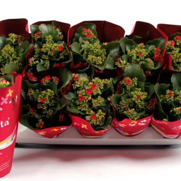 PLANTA KALANCHOE VERMELL