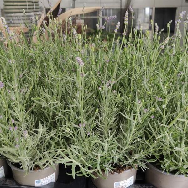 PLANTA LAVANDA OFICINALIS X10U. T13CM