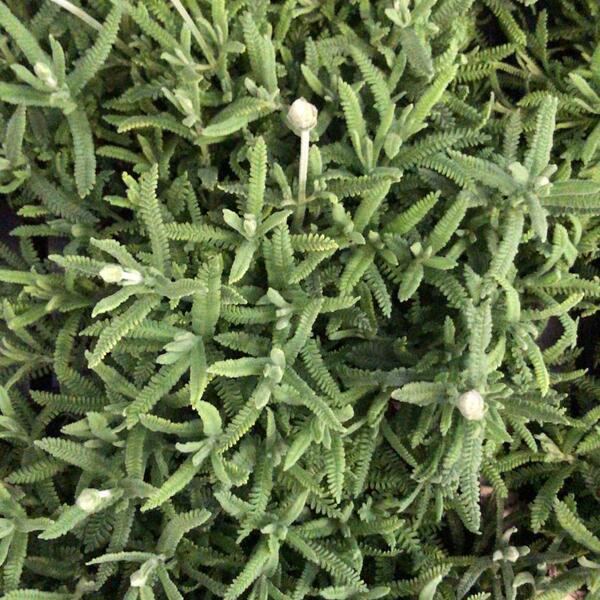PLANTA LAVANDA T11CM
