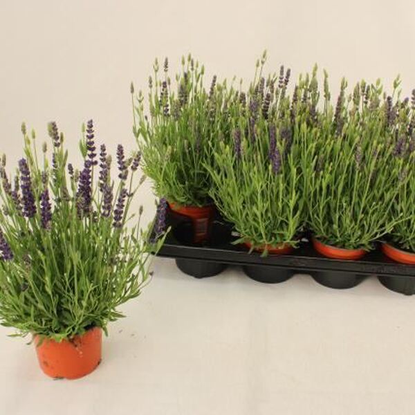 PLANTA LAVANDA OFICINALIS X8U. T12CM