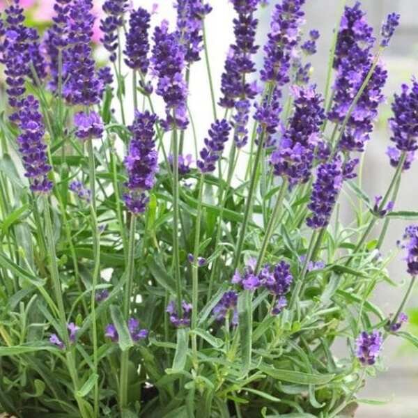 PLANTA LAVANDA ANGUSTIFOLIA X10U. T13CM
