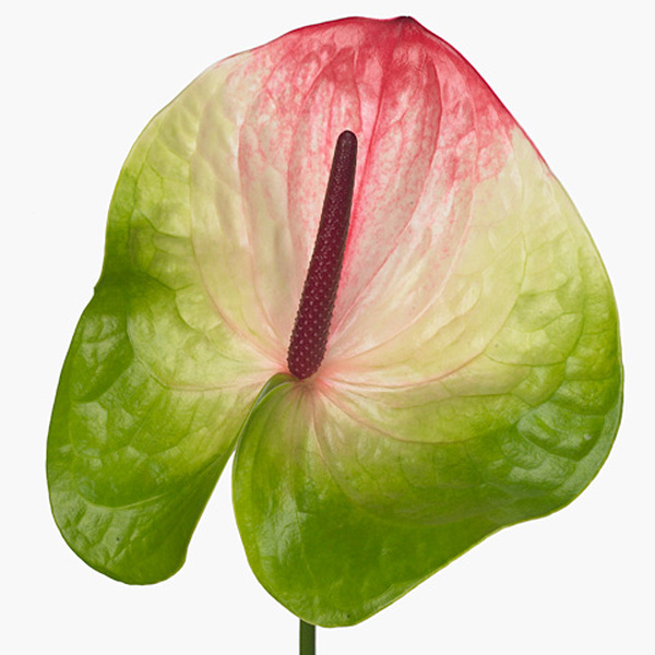 ANTHURIUM ZAFIRA X16