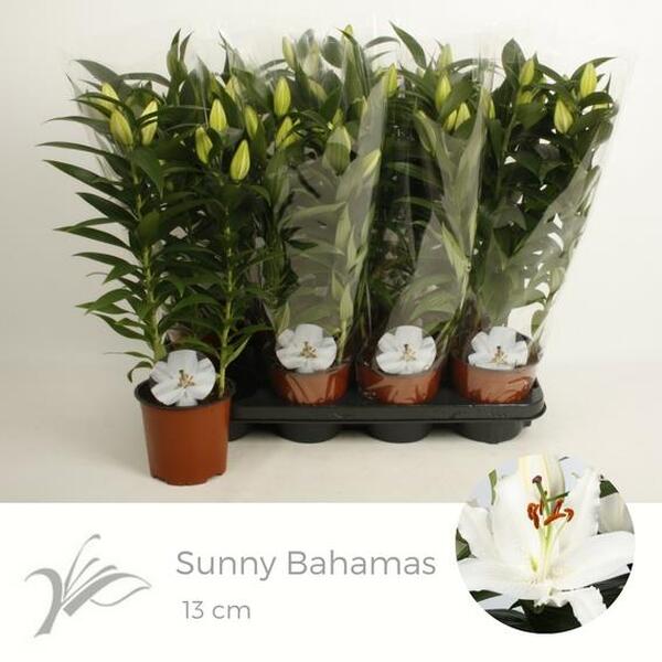 PL. LILIUM ORIENTAL T13CM BLANC