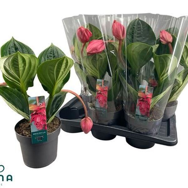 PLANTA MEDINILLA T17CM 40CM