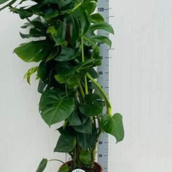 PL. PHILODENDRO MONSTERA DELICIOSA T27CM 140CM