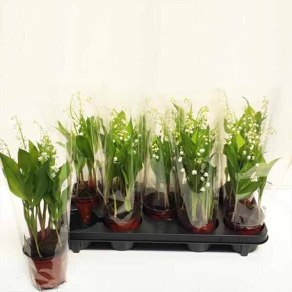 PLANTA MUGUET T9CM