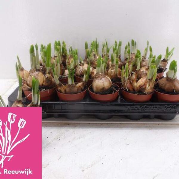 NARCISOS TETE A TETE T7CM