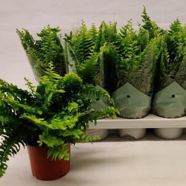 PLANTA NEPHROLEPIS T12CM