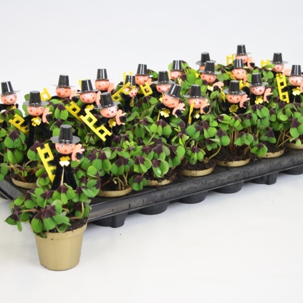 PLANTA OXALIS DECO T9CM