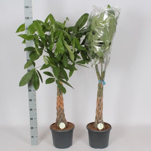 PLANTA PACHIRA T26CM 140CM