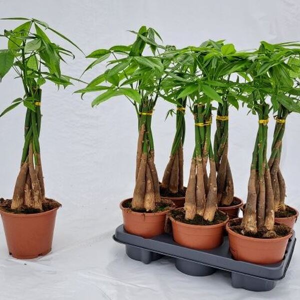 PLANTA PACHIRA T14CM 55CM