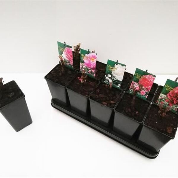 PL. PEONIA T15CM 40CM