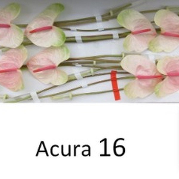 ANTHURIUM ACURA IMP. X16
