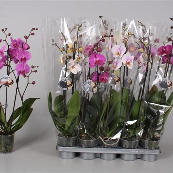 PL. PHALANOPSIS BONITO 70CM 2TALLS