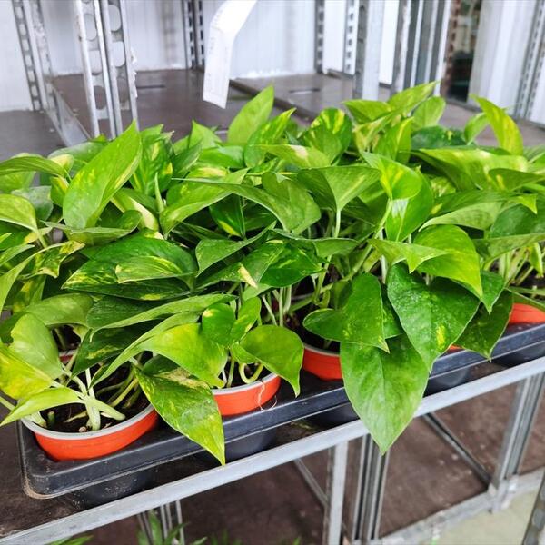 PL. POTHOS PENJAR 10CM