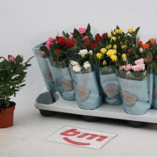 PLANTA ROSER X12 GROC