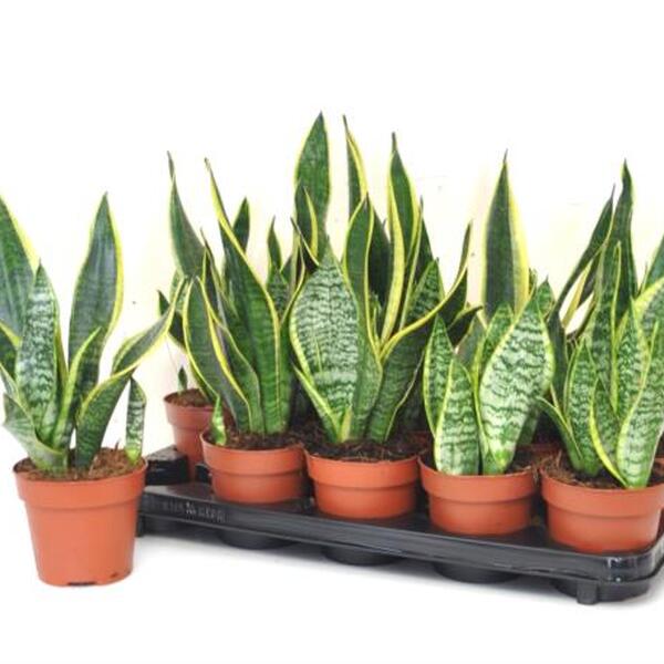 PL. SANSIVIERA T12CM 35CM