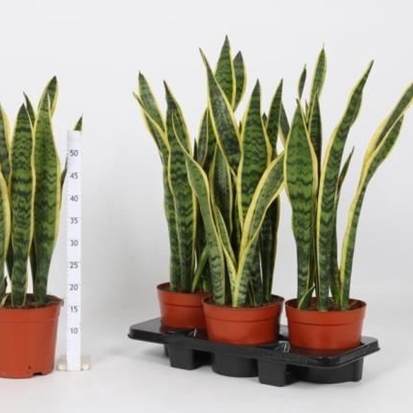 PLANTA SANSIVIERA T19CM