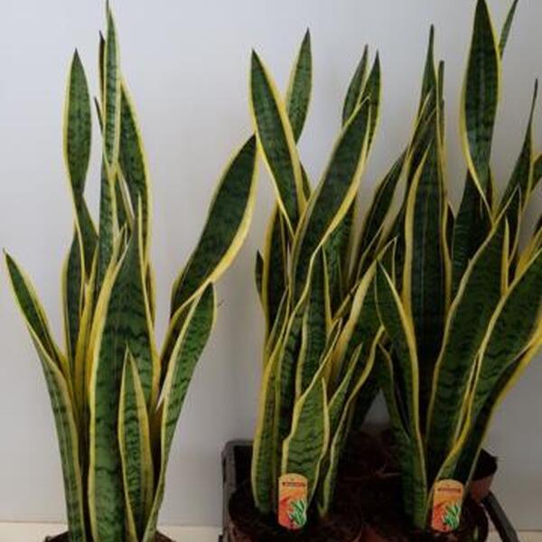 PLANTA SANSIVIERA T21CM