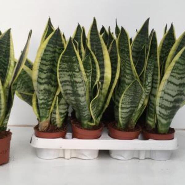 PL. SANSIVIERA T9CM 30CM