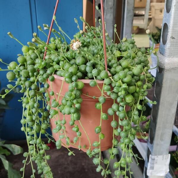 PLANTA SENECIO T16CM