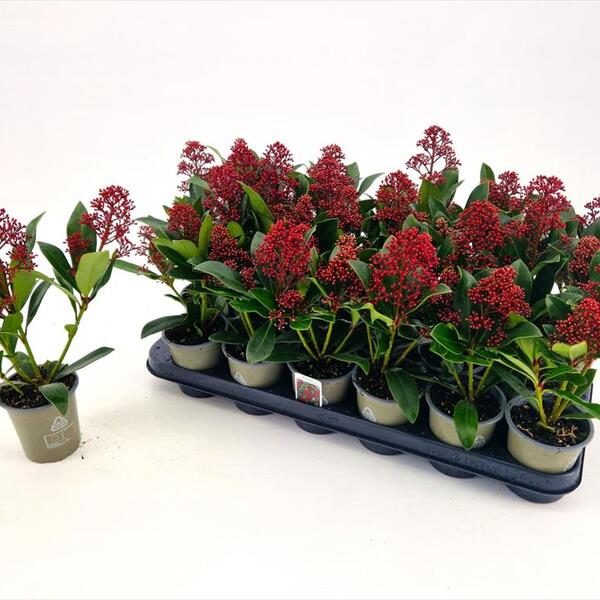 PLANTA SKIMIA VERMELL 