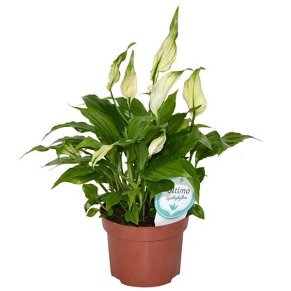 PL. SPATHYFILIUM T.24CM 110CM XXL