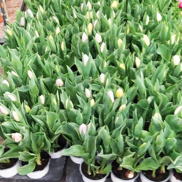 PL. TULIPA MIX 